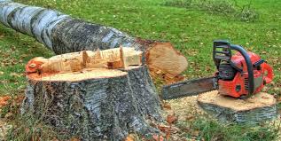 Kingwood, WV Tree Care Company