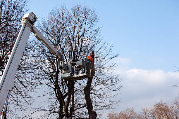 How Our Tree Care Process Works  in  Kingwood, WV